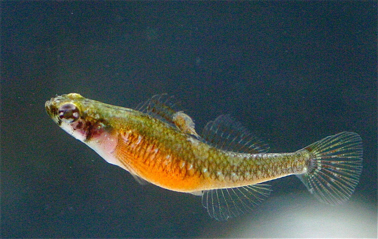 : Pomatoschistus flavescens.