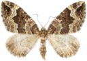 : Lampropteryx suffumata.