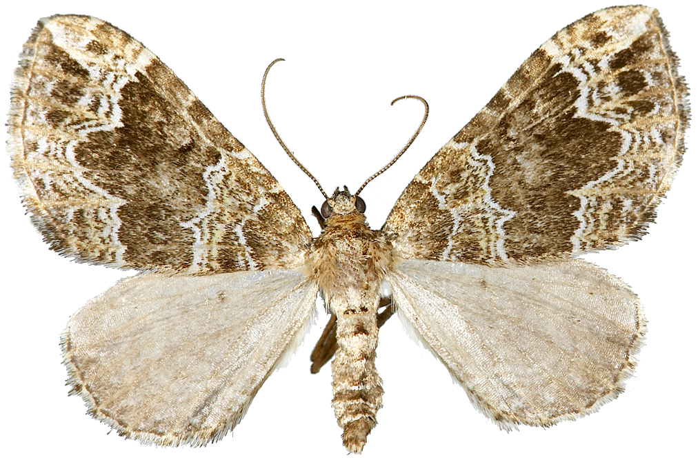 : Lampropteryx otregiata.