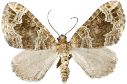 : Lampropteryx otregiata.