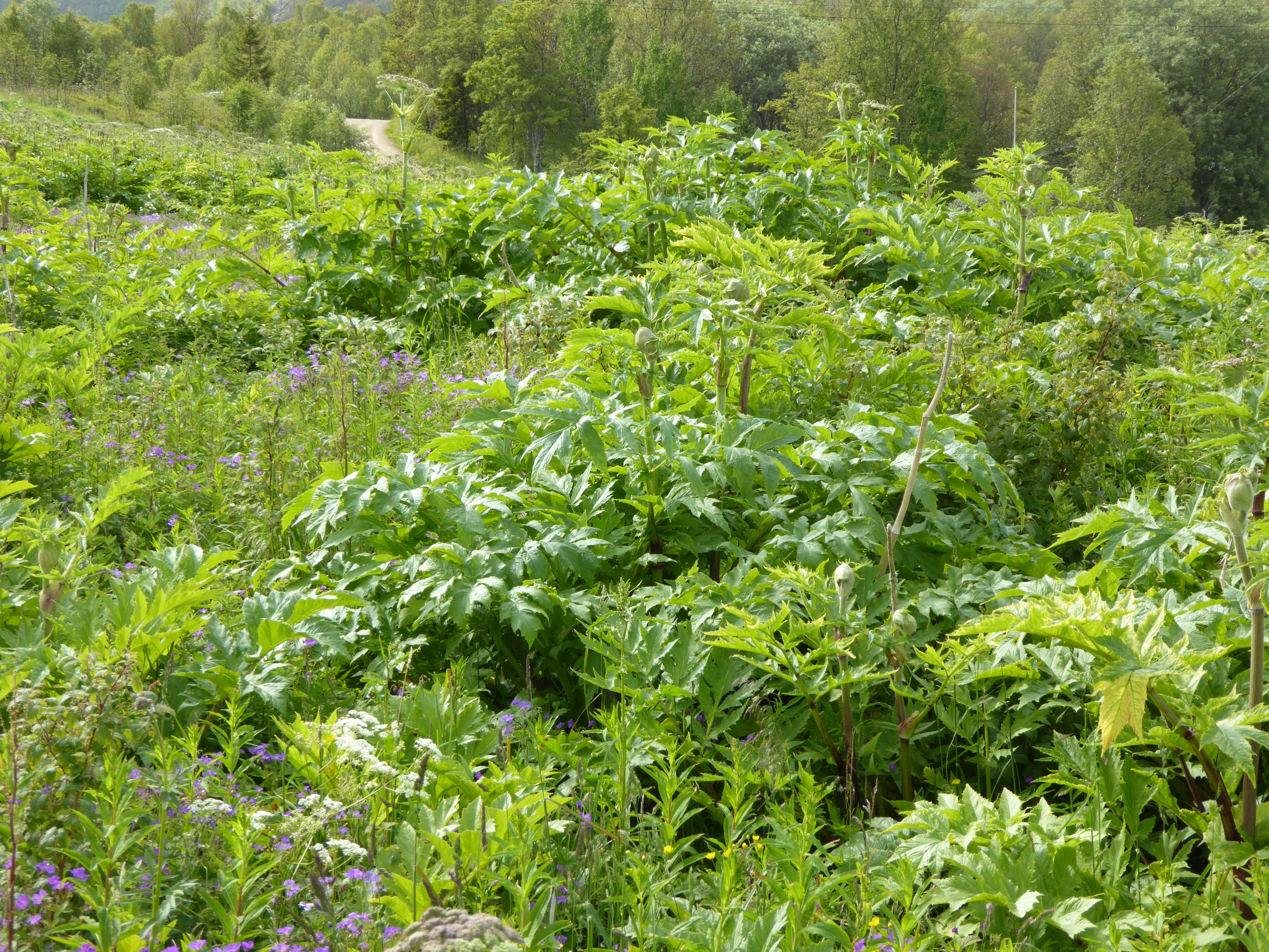 : Heracleum.