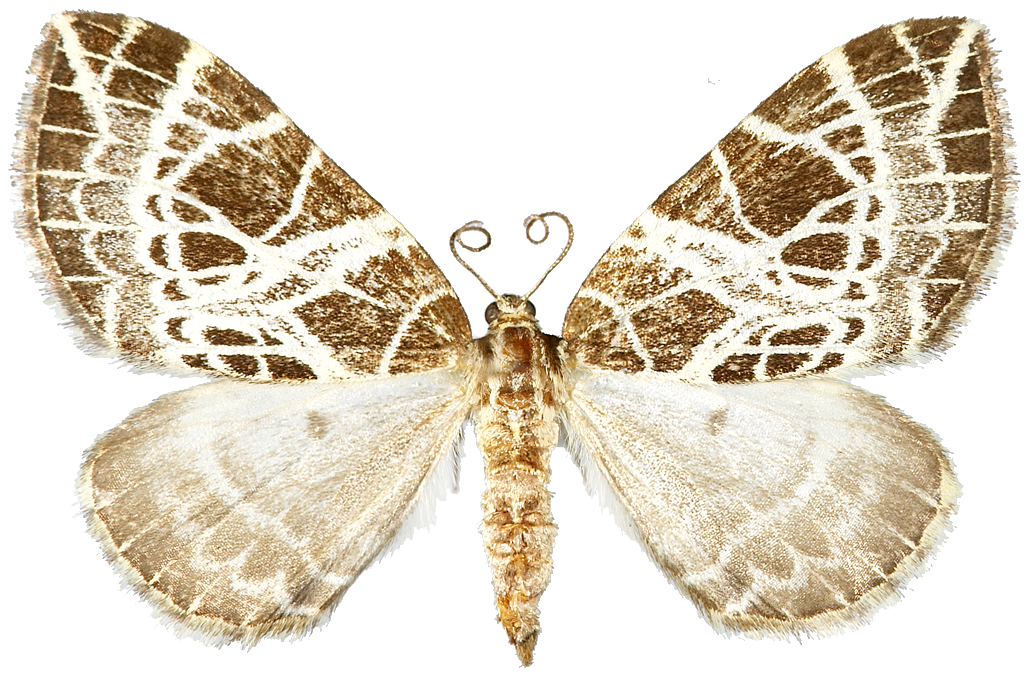 : Eustroma reticulata.