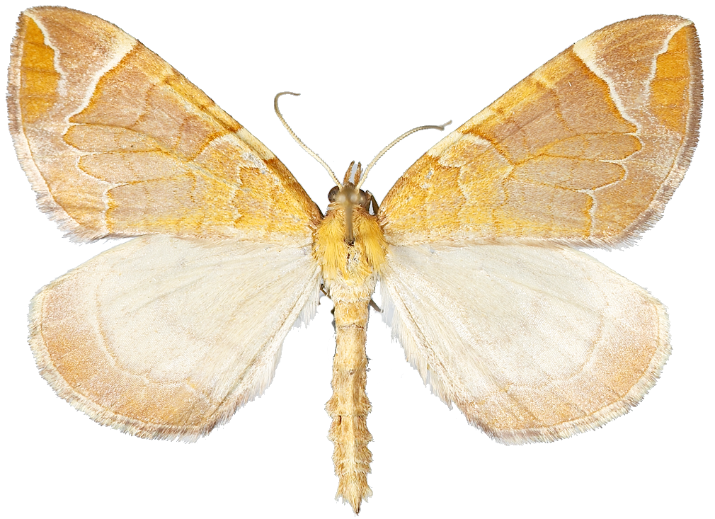 : Eulithis testata.