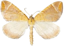 : Eulithis testata.