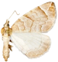 : Eulithis testata.