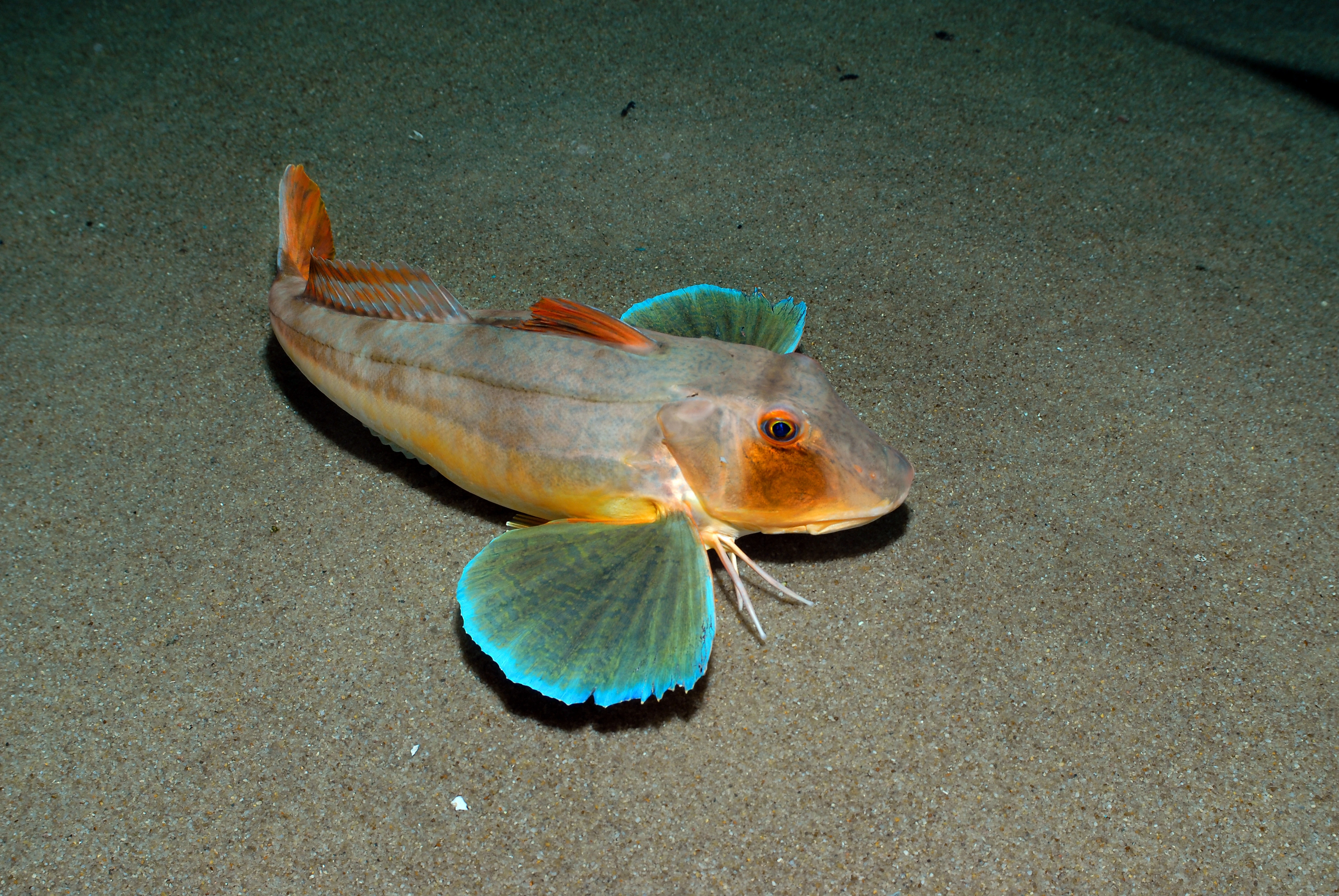 : Chelidonichthys lucerna.