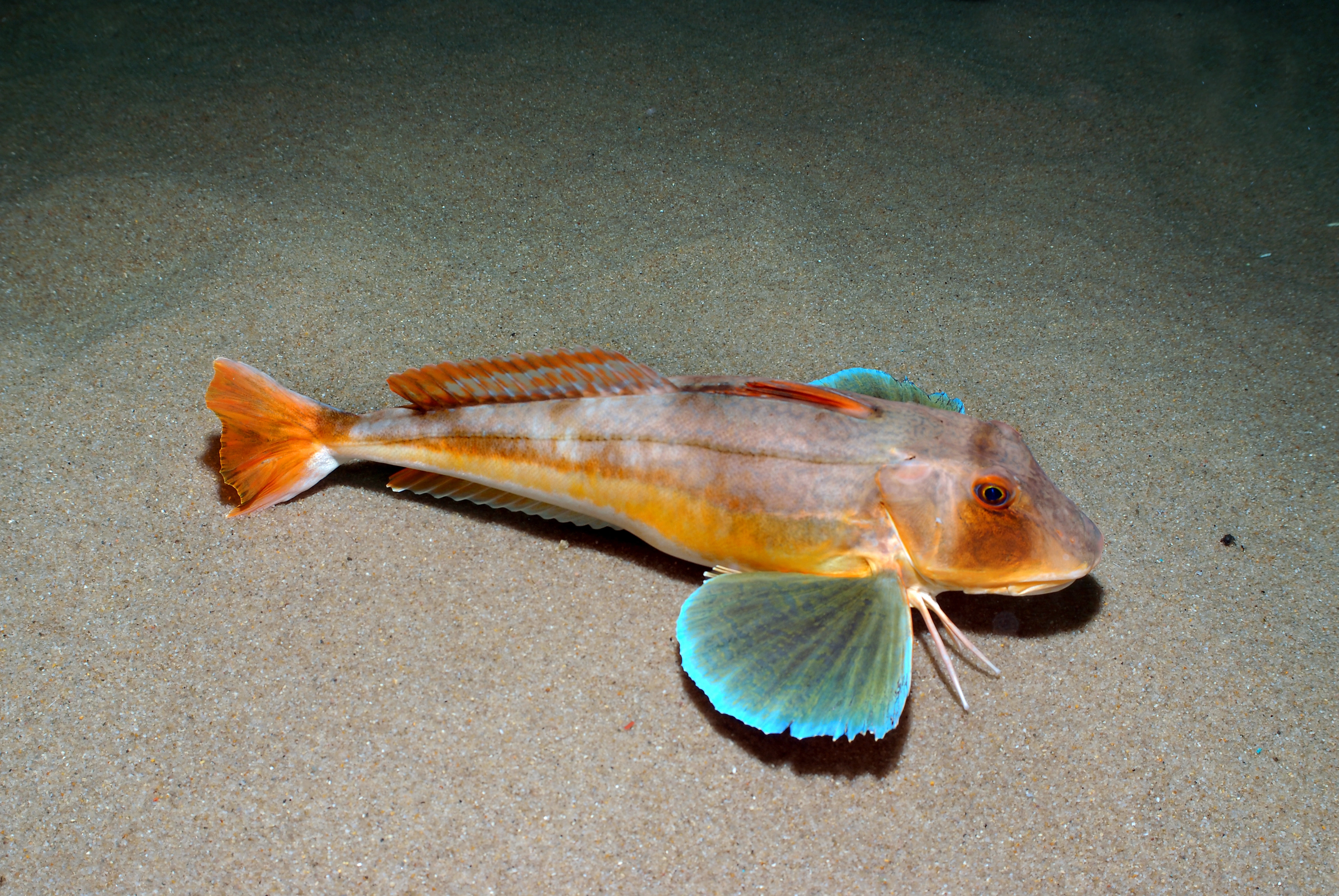 : Chelidonichthys lucerna.