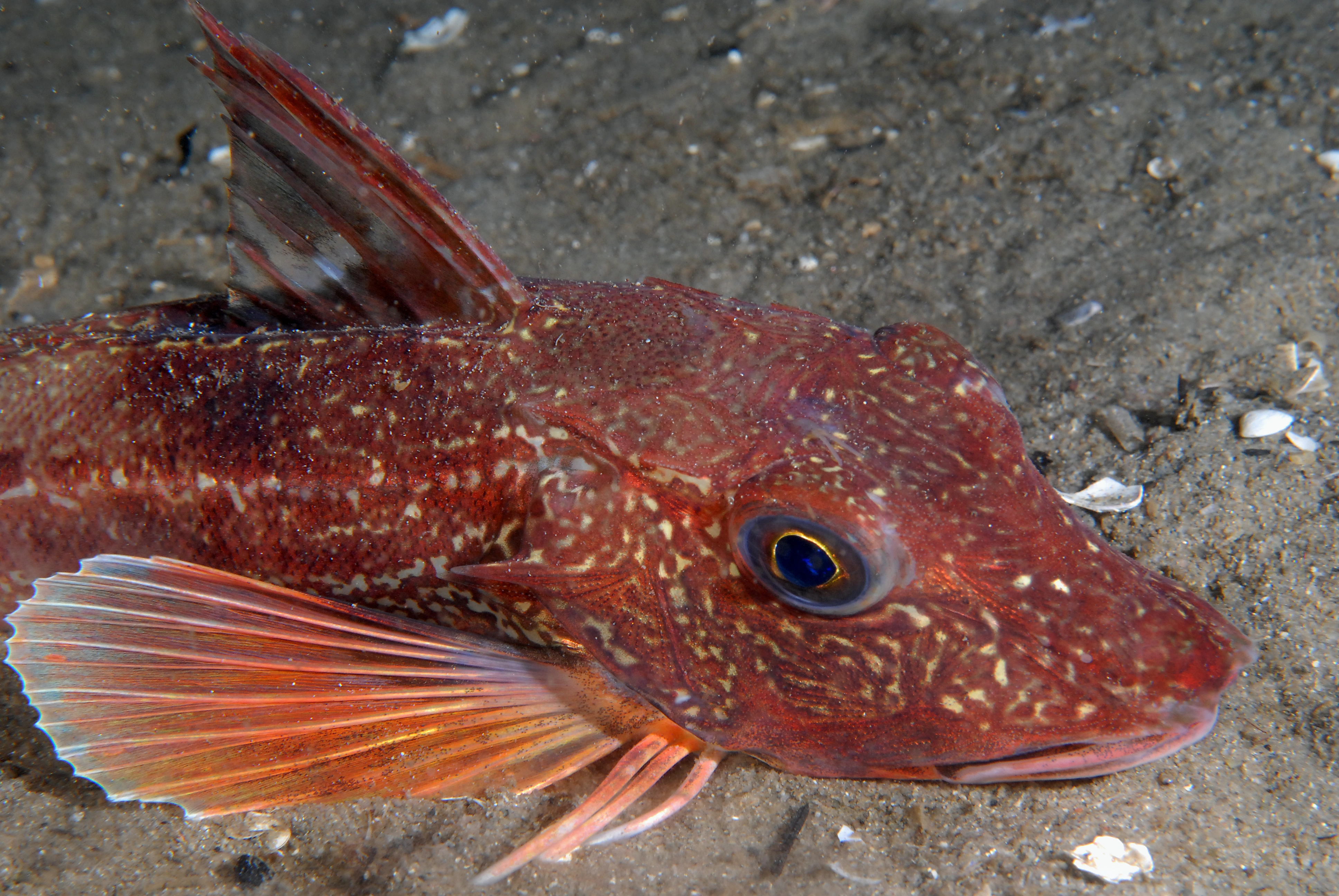 : Chelidonichthys lucerna.