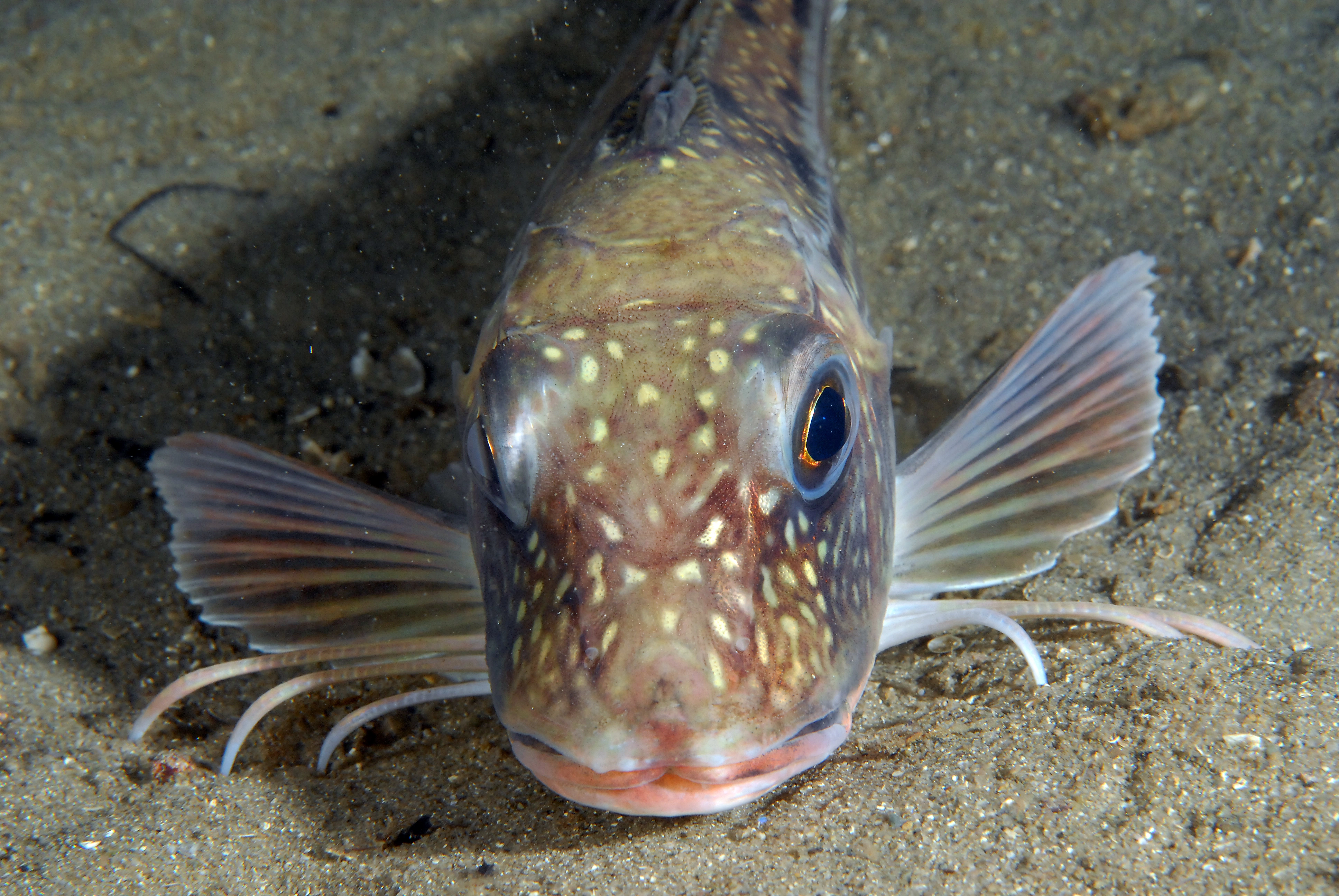 : Chelidonichthys lucerna.