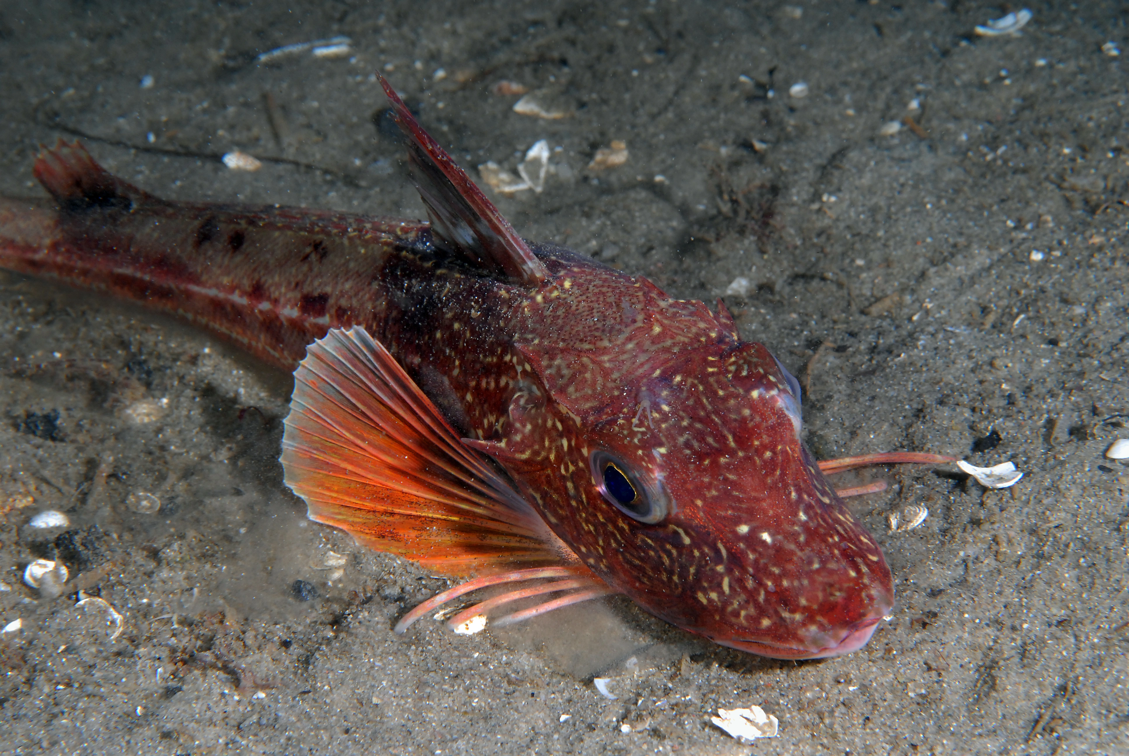 : Chelidonichthys lucerna.