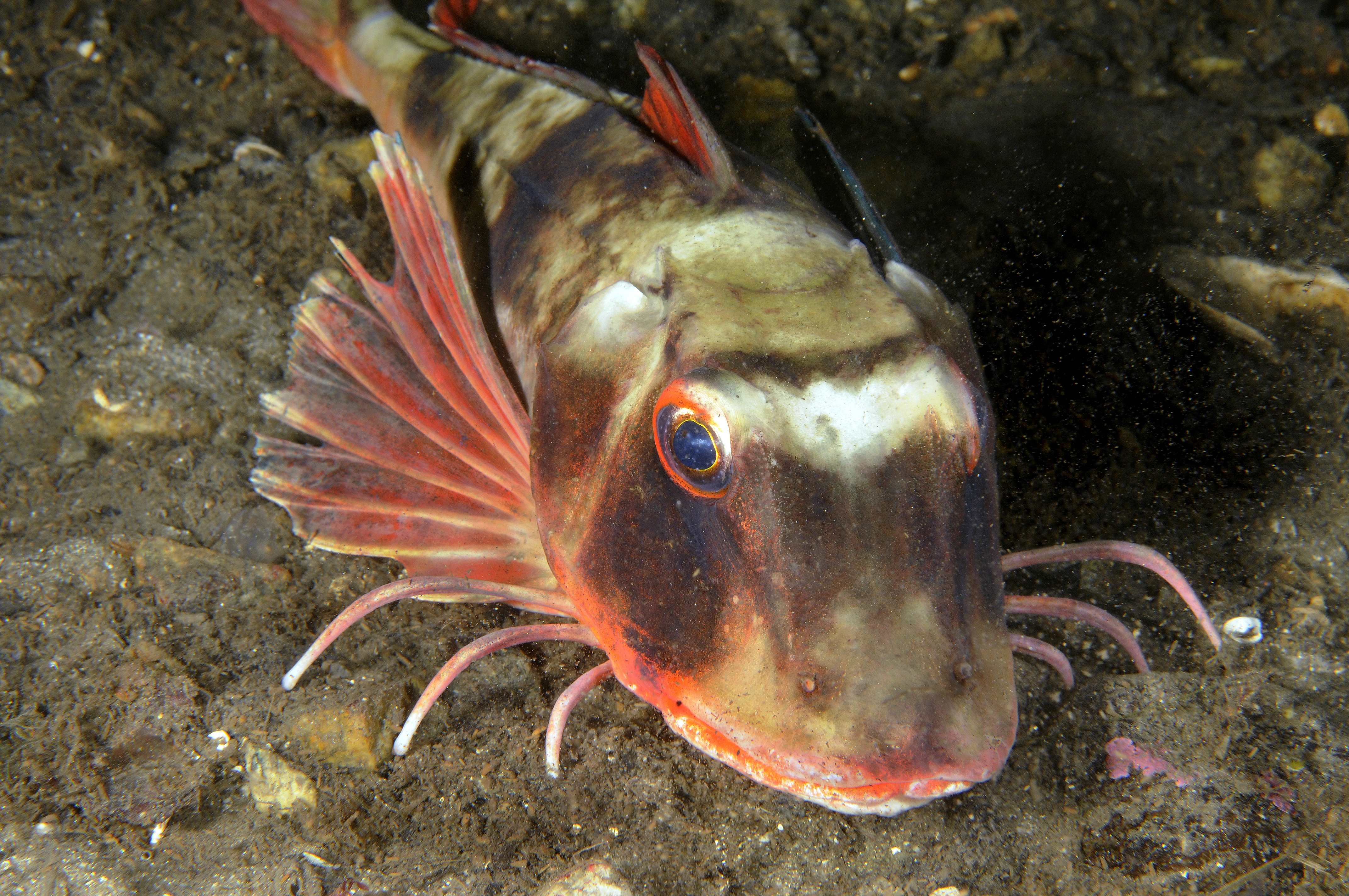 : Chelidonichthys lucerna.