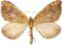 : Eulithis populata.