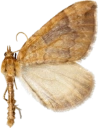 : Eulithis populata.