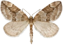 : Thera juniperata.