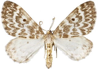 taigabarmåler