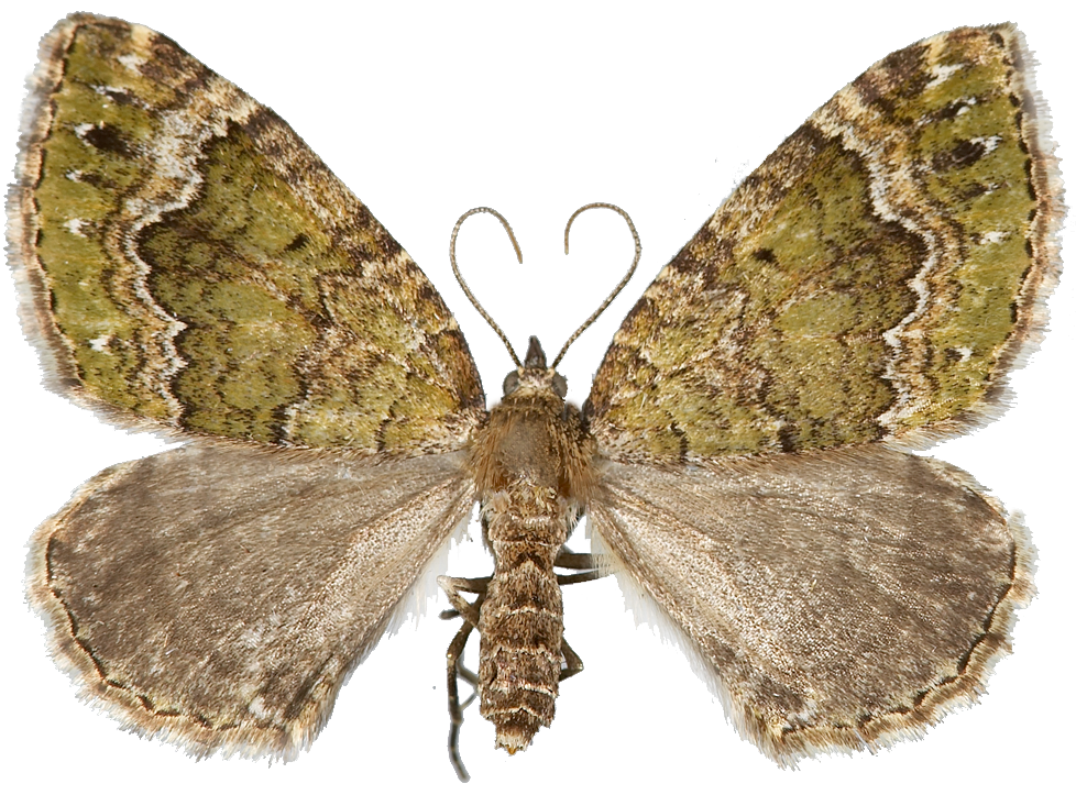 : Colostygia olivata.