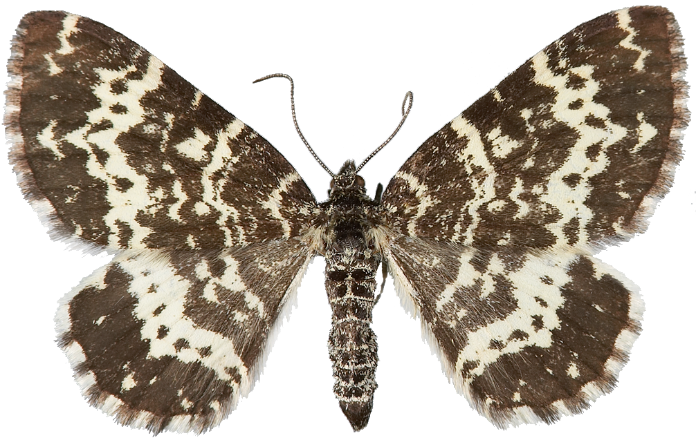 : Rheumaptera subhastata.