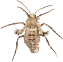 : Malacodea regelaria.