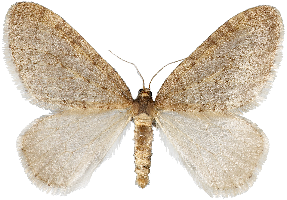 : Operophtera brumata.