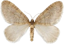 : Operophtera brumata.