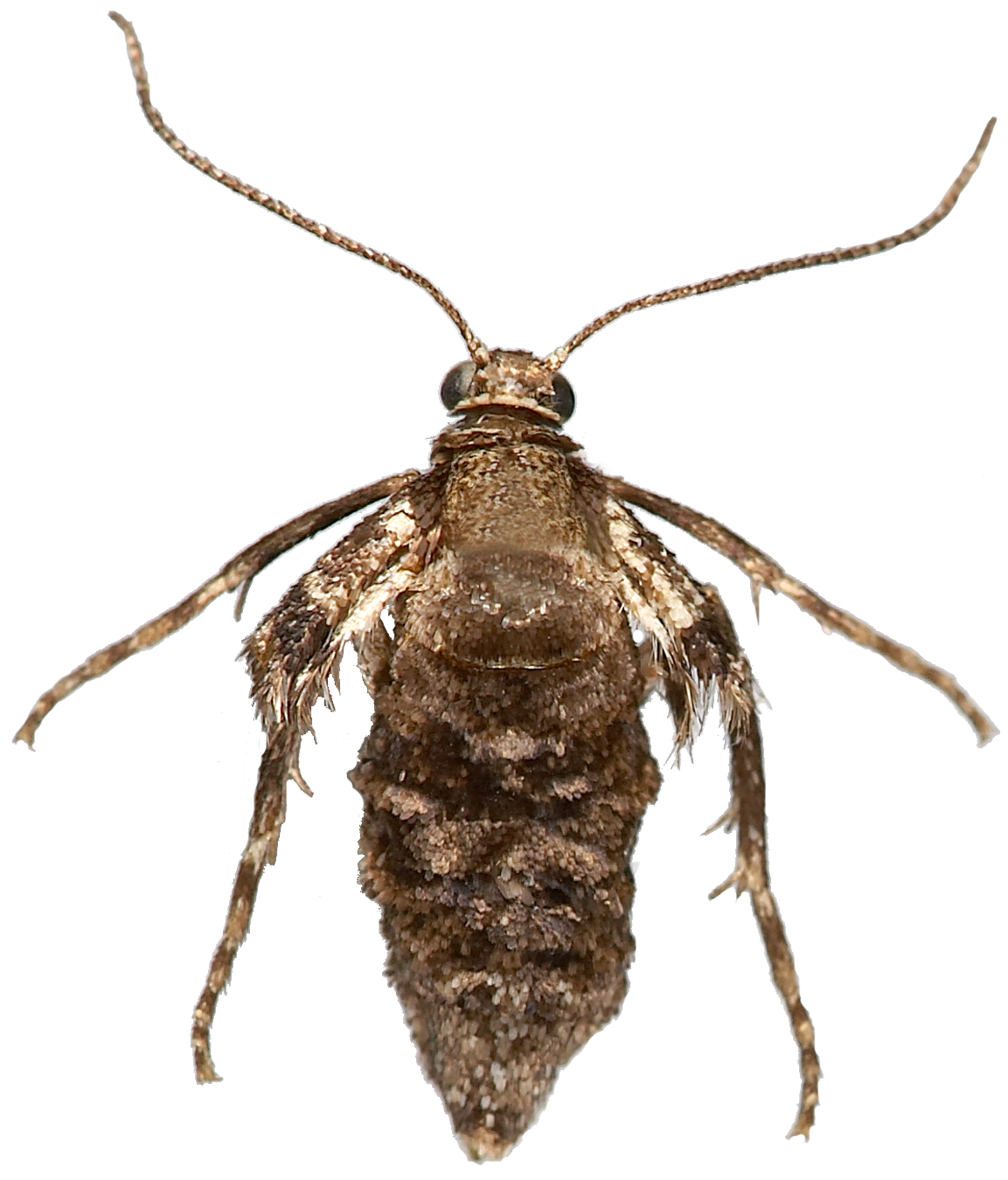 : Operophtera brumata.