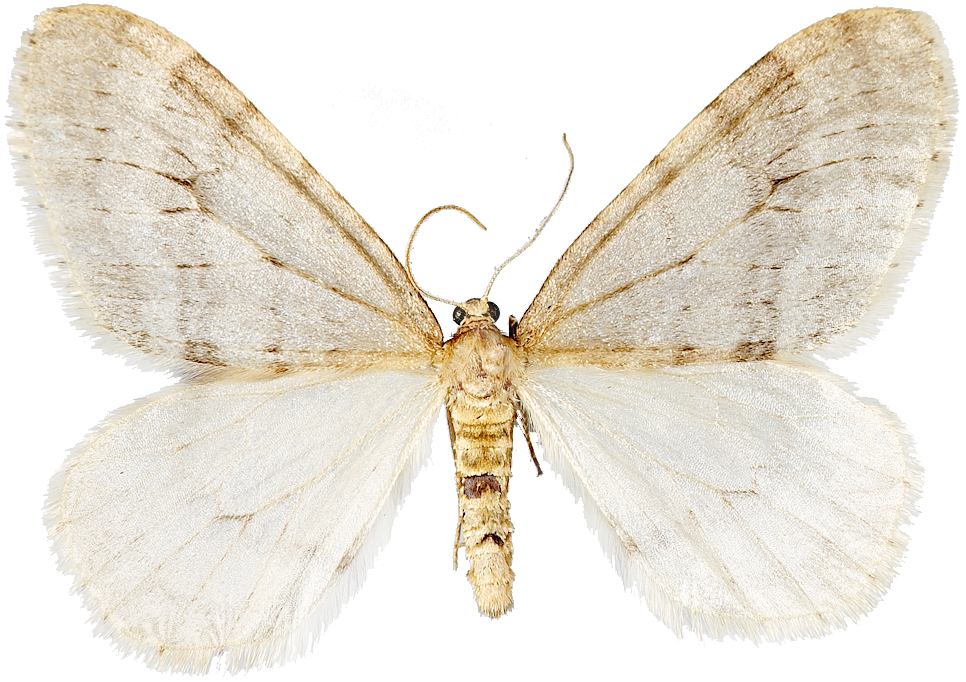 : Operophtera fagata.