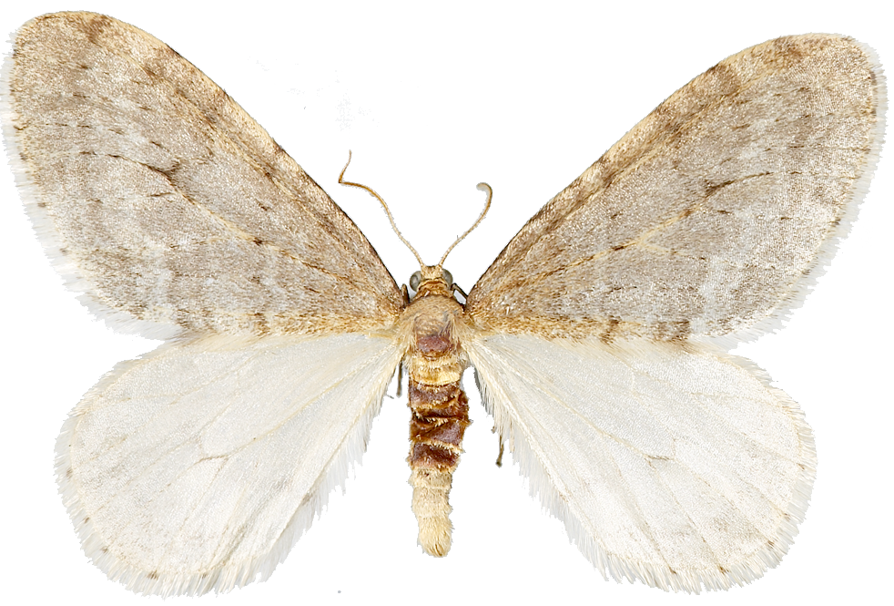 : Operophtera fagata.