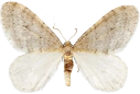 : Operophtera fagata.