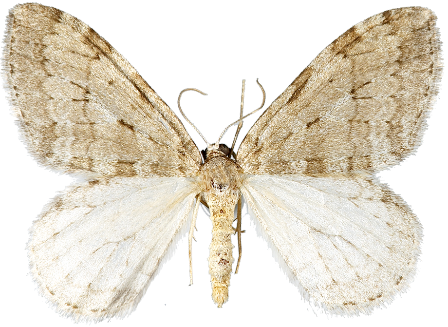 : Epirrita christyi.