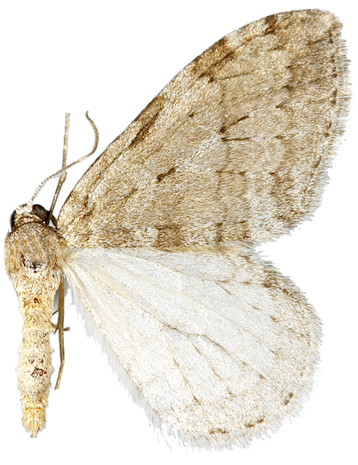 : Epirrita christyi.