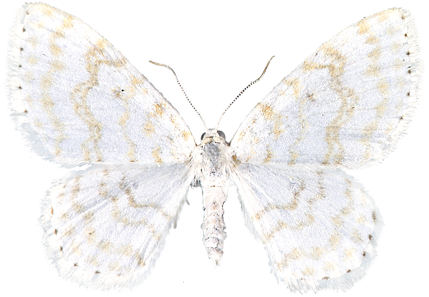 : Asthena albulata.