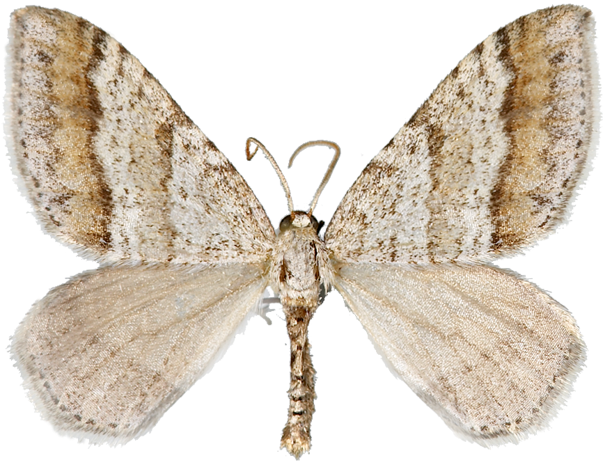 : Mesotype parallelolineata.