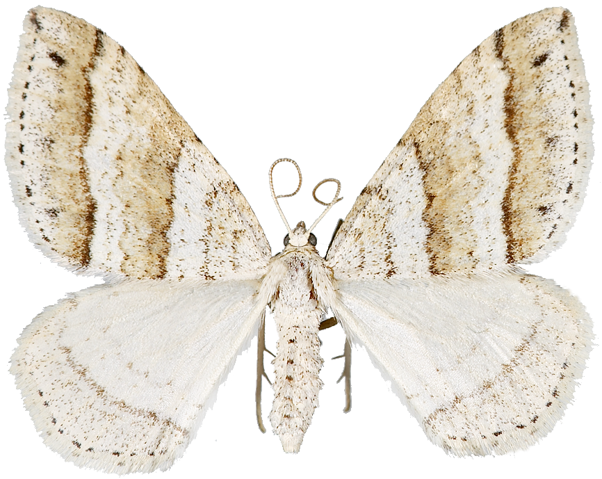 : Mesotype parallelolineata.