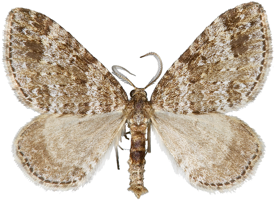 : Mesotype didymata.