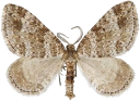 : Mesotype didymata.