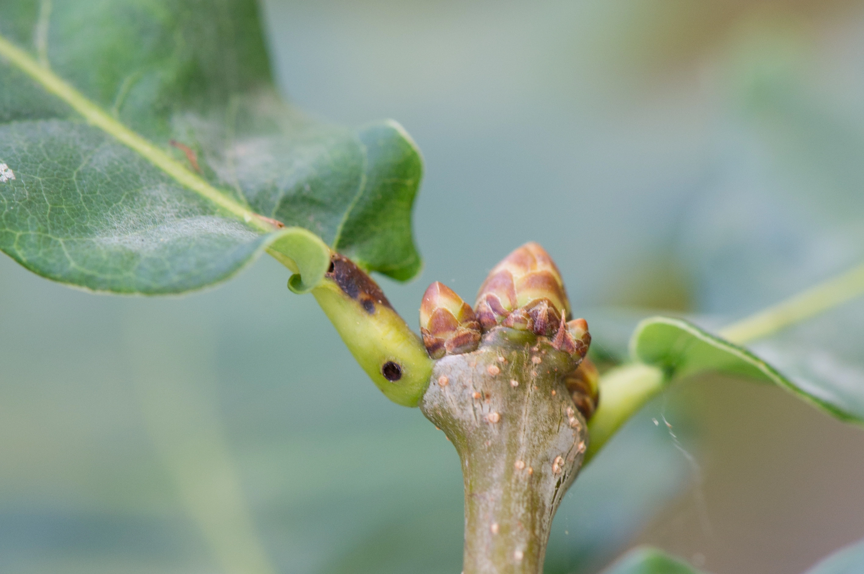 : Andricus sieboldi.