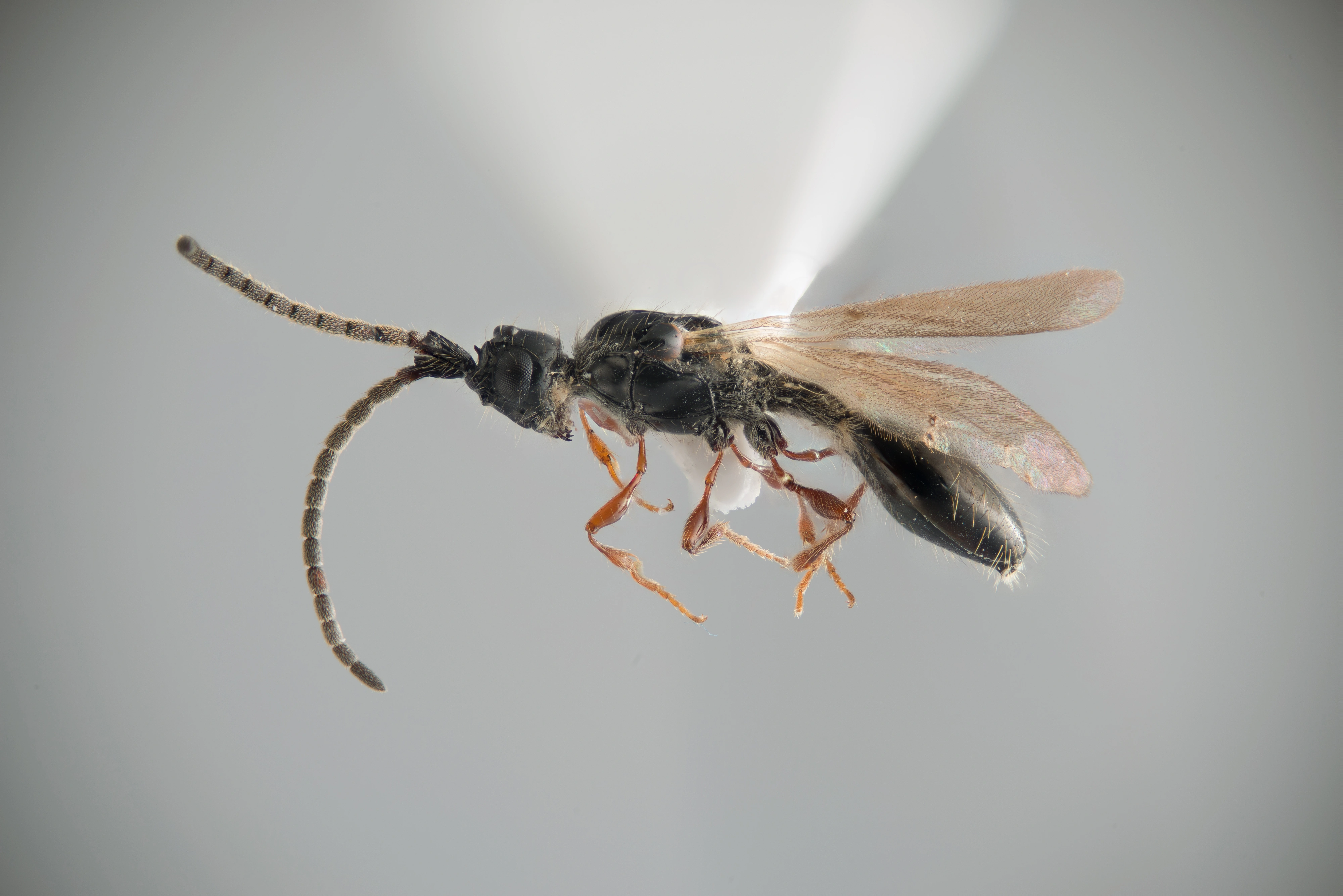 : Psilus rufipes.