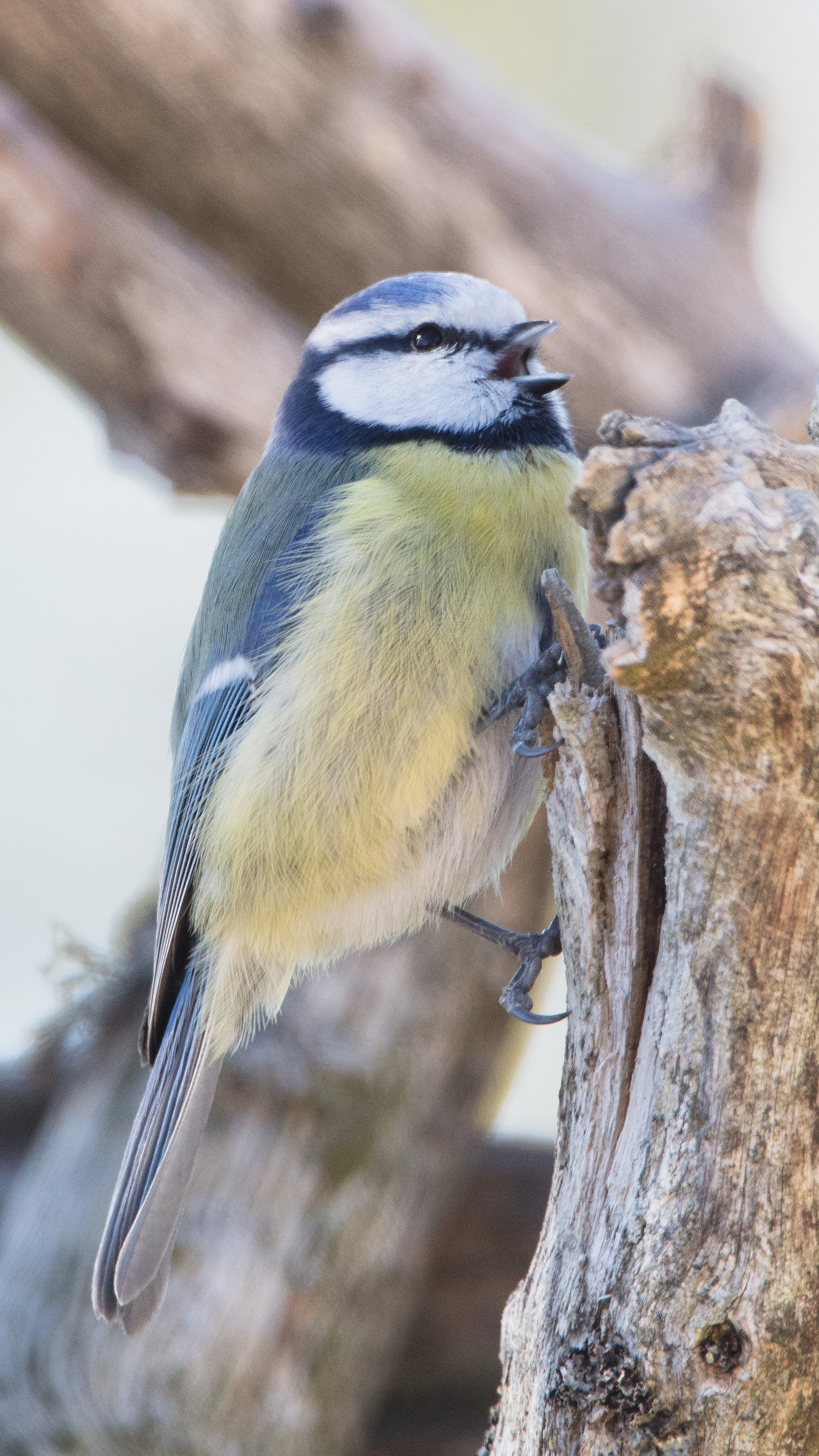 : Cyanistes caeruleus.