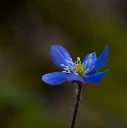 : Hepatica nobilis.