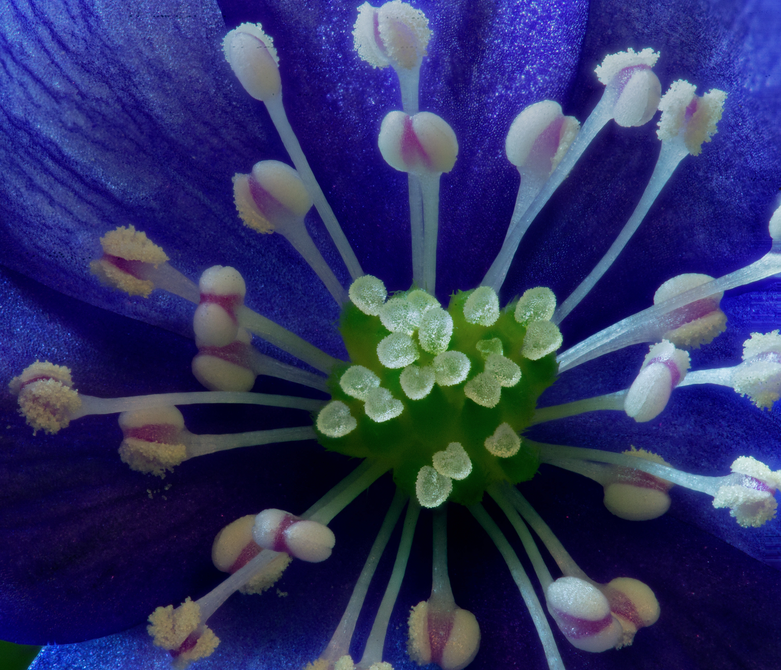 : Hepatica nobilis.