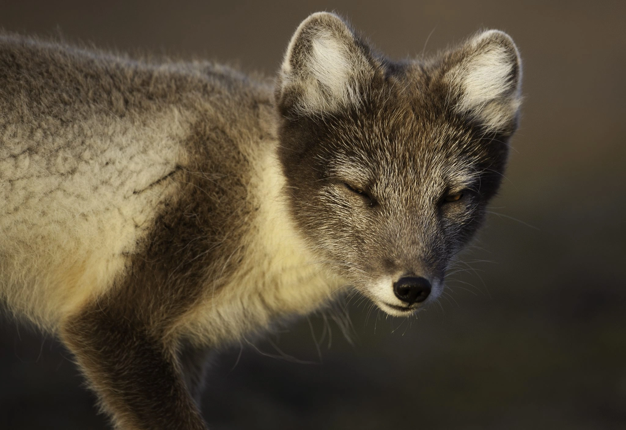 : Vulpes lagopus.