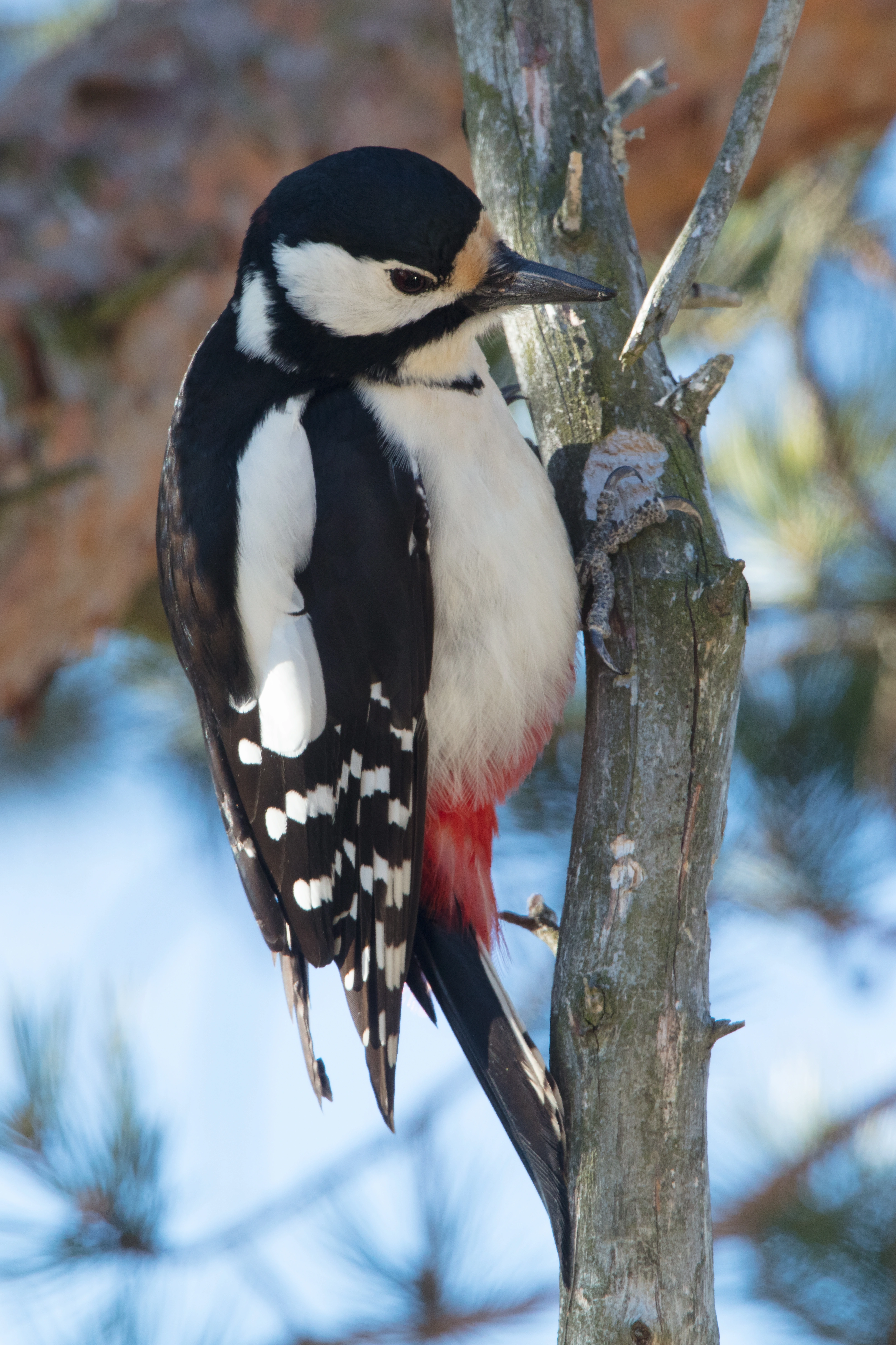 : Dendrocopos major.