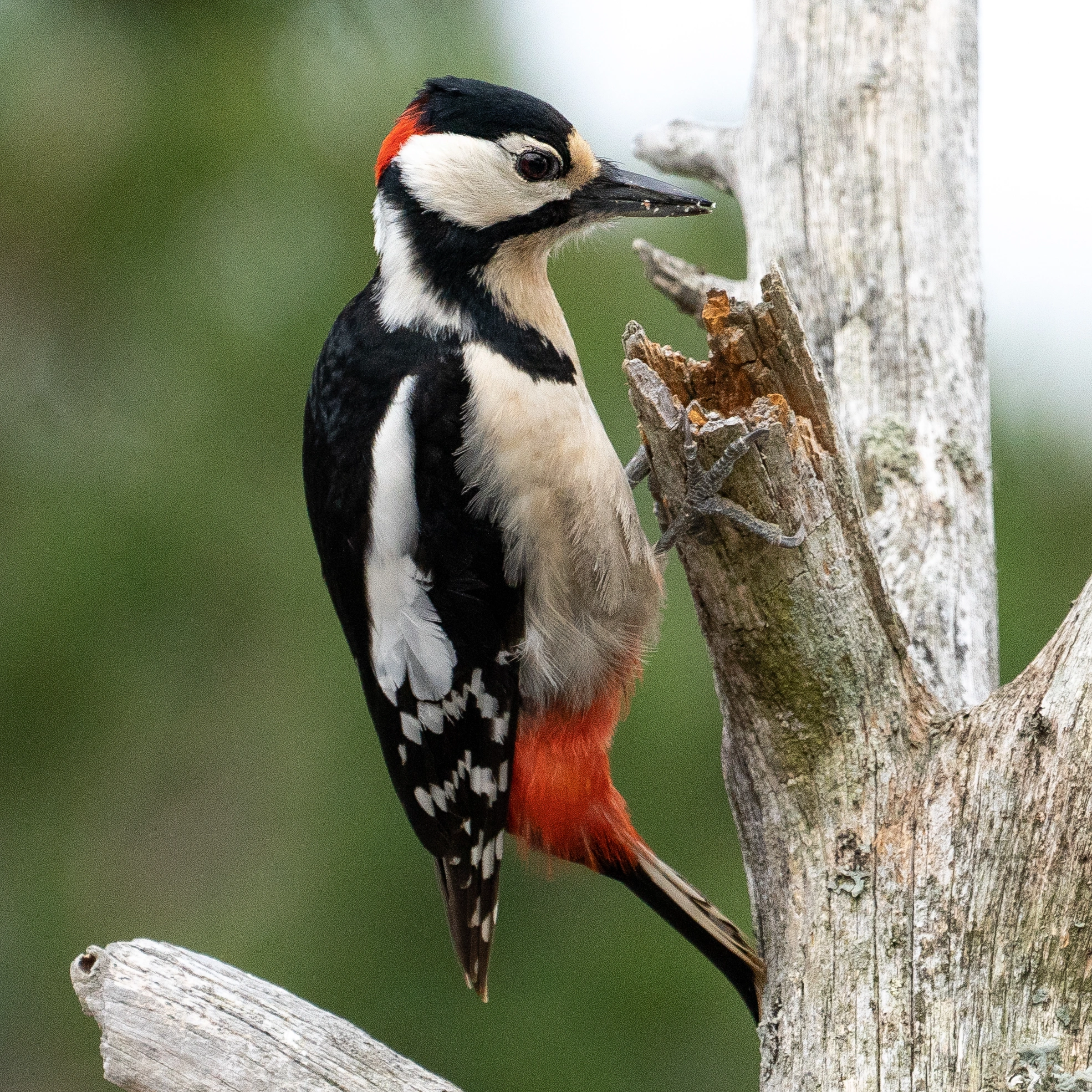 : Dendrocopos major.