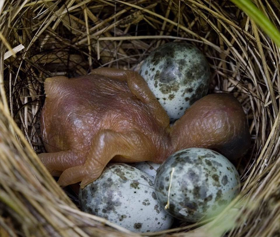 : Cuculus canorus.