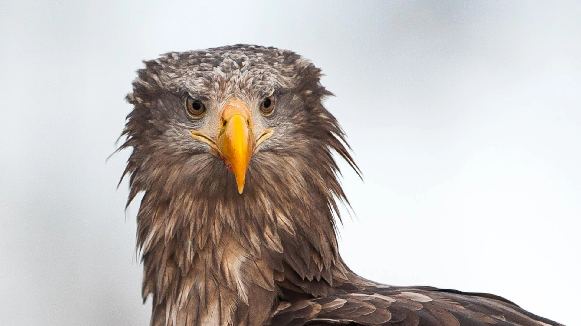 : Haliaeetus albicilla.