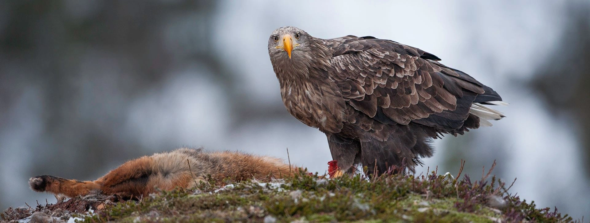 : Haliaeetus albicilla.