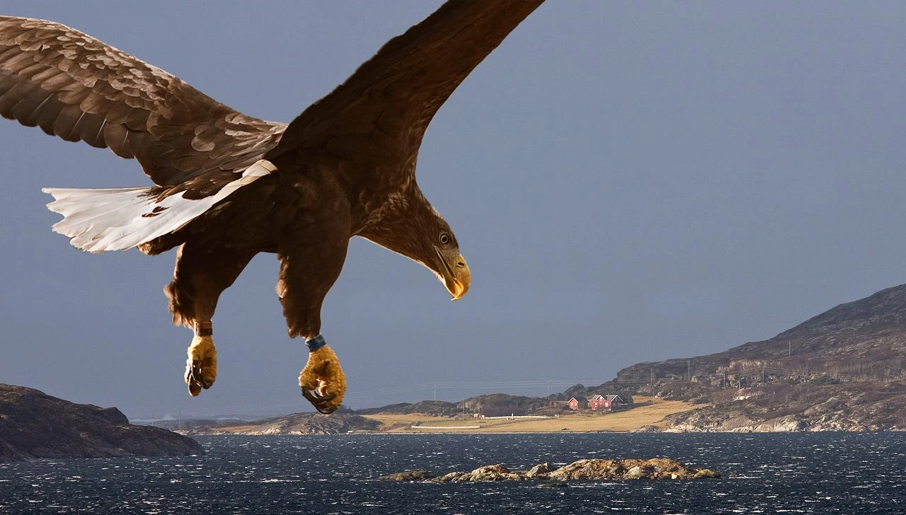 : Haliaeetus albicilla.