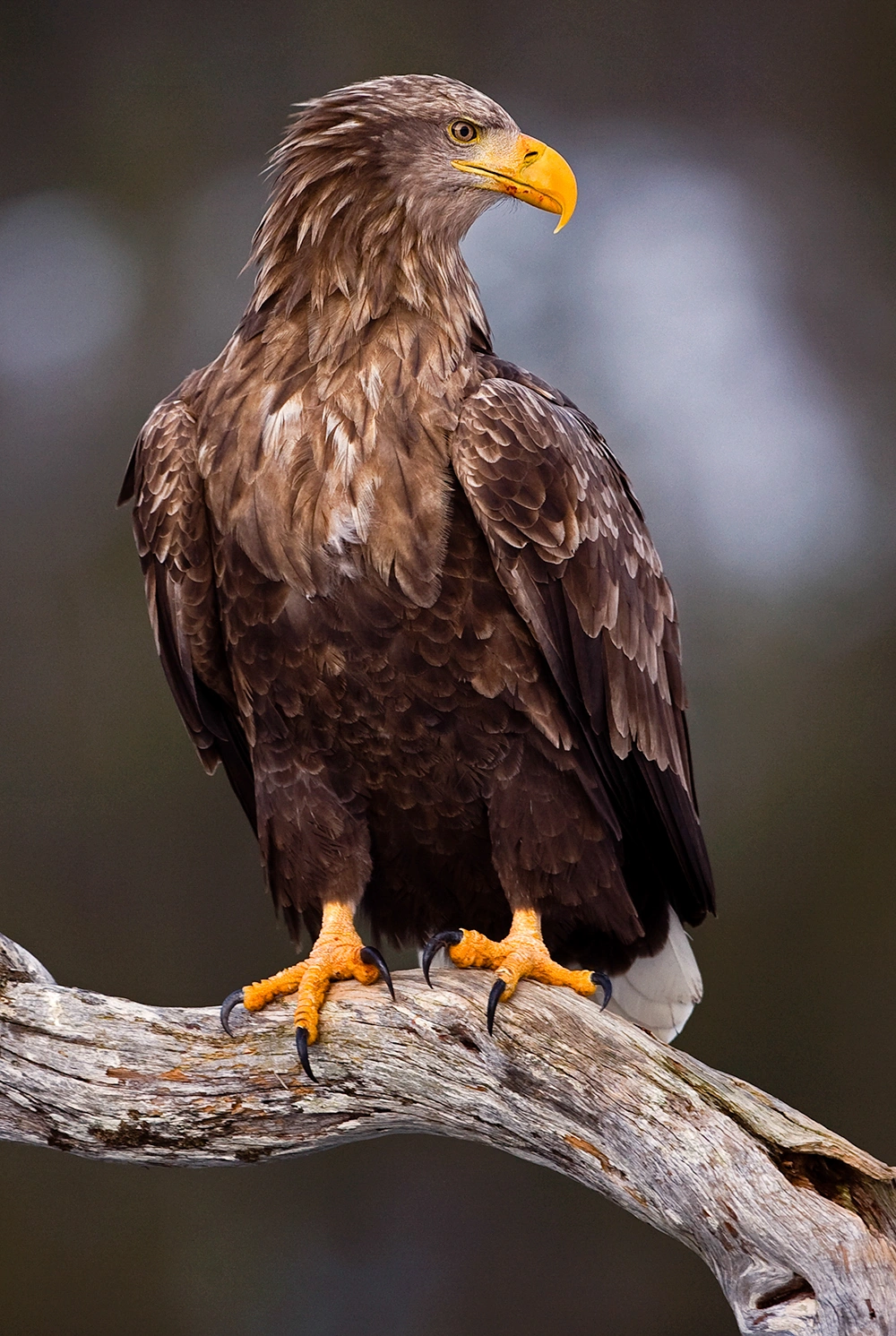 : Haliaeetus albicilla.