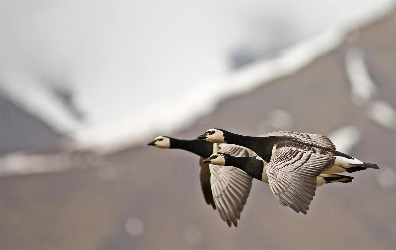 : Branta leucopsis.