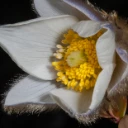 : Pulsatilla vernalis.